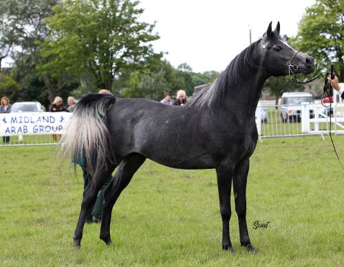 Arabian | Arabian Horse| Stallions for Sale - Arabianlines.com ...