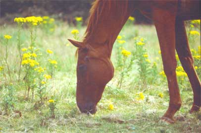 A horse grazing a Ragwort infested field