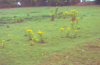 A field covered in Ragwort