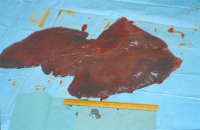 The effects of Ragwort on the Horses' liver